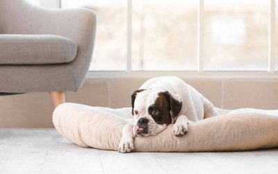 Охлаждащи постелки за кучета