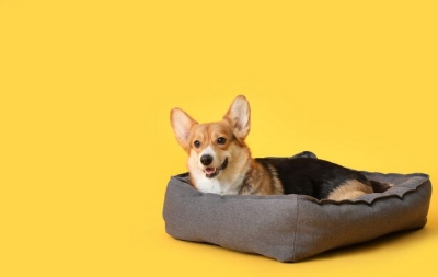Легла и заграждения за кучета