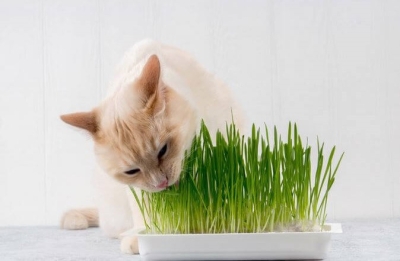Здраве и хранителни добавки за котки